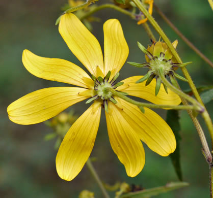 Bidens aristosa, Ditch Daisy, Bearded Beggarticks, Midwestern Tickseed-sunflower, Tickseed Sunflower