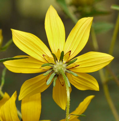 image of Bidens aristosa, Ditch Daisy, Bearded Beggarticks, Midwestern Tickseed-sunflower, Tickseed Sunflower