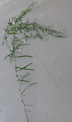 image of Symphyotrichum dumosum var. dumosum, Bushy Aster, Long-stalked Aster, Rice Button Aster