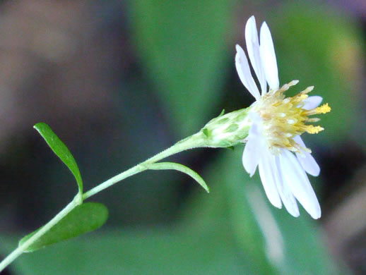 Symphyotrichum dumosum var. dumosum, Bushy Aster, Long-stalked Aster, Rice Button Aster