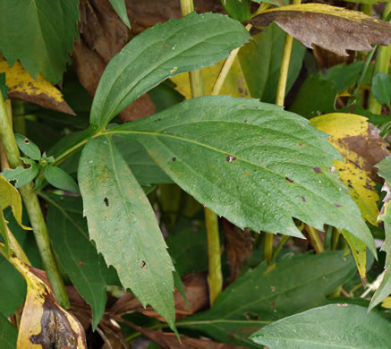 image of Rudbeckia laciniata var. humilis, Blue Ridge Cutleaf Coneflower