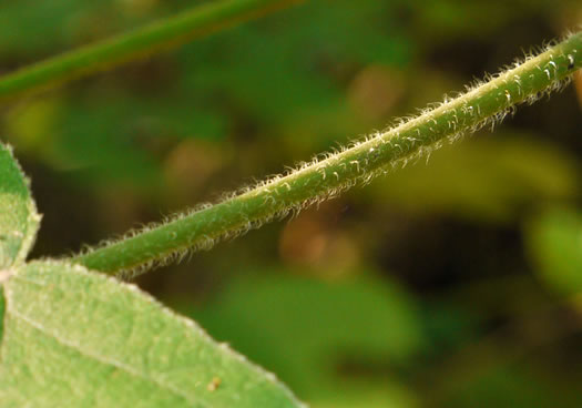 Broussonetia papyrifera, Paper Mulberry