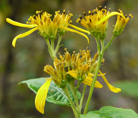 image of Verbesina occidentalis, Southern Crownbeard, Yellow Crownbeard