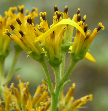 image of Verbesina occidentalis, Southern Crownbeard, Yellow Crownbeard