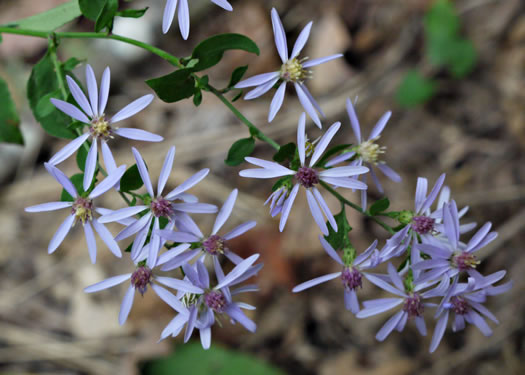 image of Symphyotrichum cordifolium, Heartleaf Aster, Common Blue Wood Aster