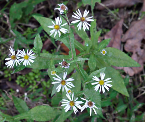 image of Symphyotrichum prenanthoides, Zigzag Aster, Crooked-stem Aster