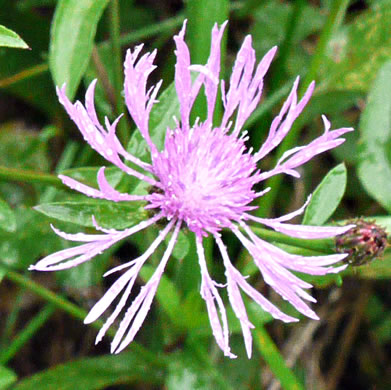 image of Centaurea nigrescens, Tyrol Knapweed, Short-fringed Knapweed