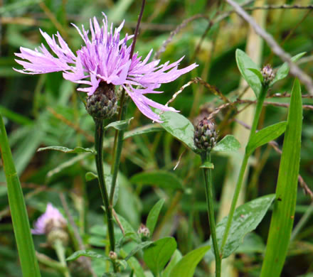 image of Centaurea nigrescens, Tyrol Knapweed, Short-fringed Knapweed