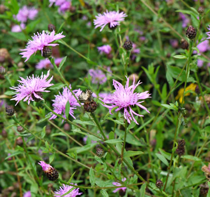 image of Centaurea nigrescens, Tyrol Knapweed, Short-fringed Knapweed