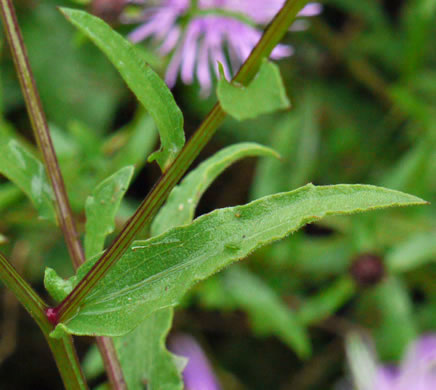 image of Centaurea nigrescens, Tyrol Knapweed, Short-fringed Knapweed