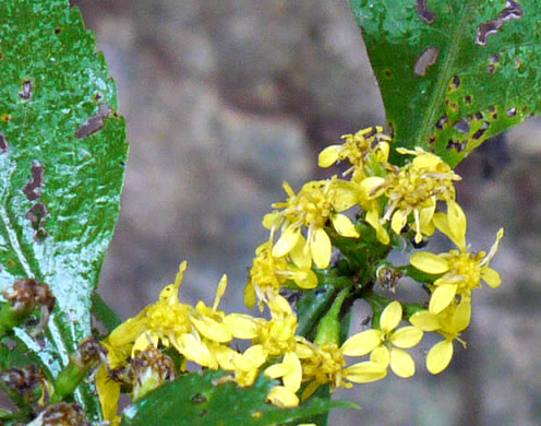 image of Solidago flexicaulis, Zigzag Goldenrod, Broadleaf Goldenrod