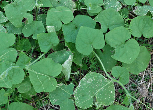 image of Sicyos angulatus, Bur-cucumber, Star-cucumber, Nimble-Kate