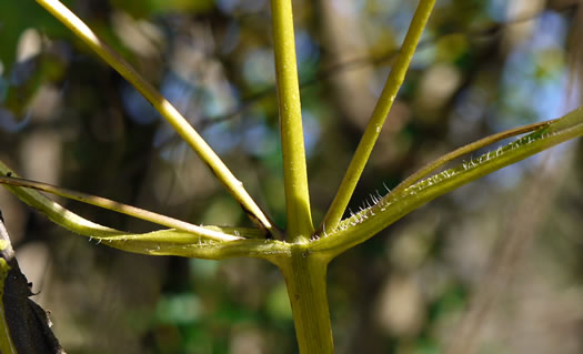 image of Ambrosia trifida var. trifida, Giant Ragweed, Great Ragweed