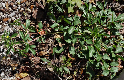 image of Potentilla norvegica, Strawberry-weed, Rough Cinquefoil, Norwegian Cinquefoil