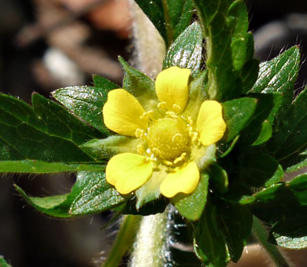 Potentilla norvegica, Strawberry-weed, Rough Cinquefoil, Norwegian Cinquefoil