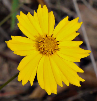 image of Coreopsis grandiflora var. grandiflora, Large-flowered Coreopsis, Largeflower Tickseed