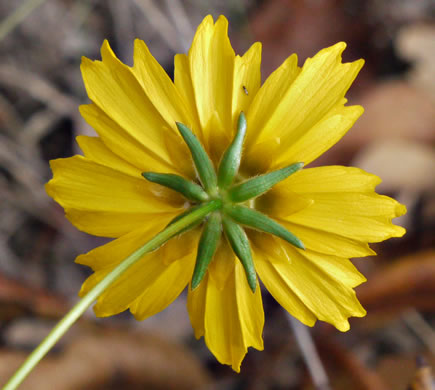 image of Coreopsis grandiflora var. grandiflora, Large-flowered Coreopsis, Largeflower Tickseed