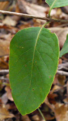 image of Lonicera flava, Yellow Honeysuckle