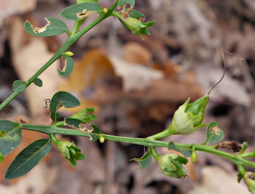 image of Aureolaria levigata, Appalachian Oak-leach, Smooth False Foxglove, Entireleaf Yellow False Foxglove