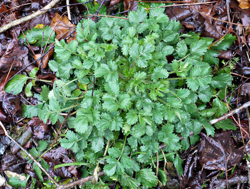 image of Potentilla norvegica, Strawberry-weed, Rough Cinquefoil, Norwegian Cinquefoil