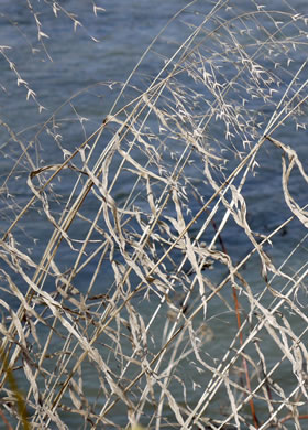 image of Chasmanthium latifolium, River Oats, Northern Sea Oats, Fish-on-a-stringer, Indian Woodoats