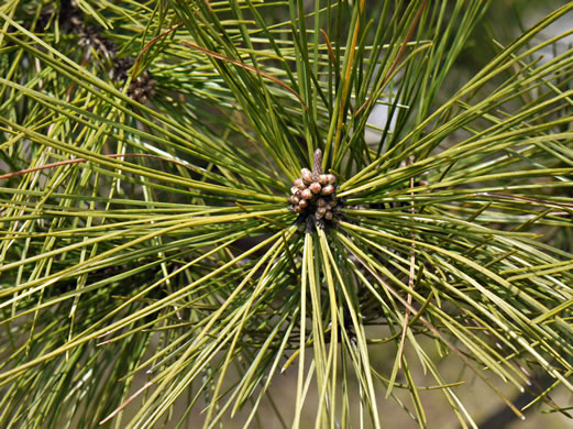 image of Pinus echinata, Shortleaf Pine, Yellow Pine, Rosemary Pine