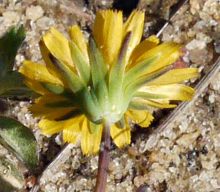 involucral bracts