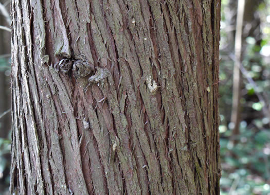 image of Chamaecyparis thyoides var. thyoides, Atlantic White Cedar, Juniper