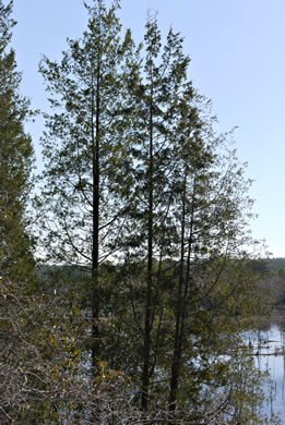 Chamaecyparis thyoides var. thyoides, Atlantic White Cedar, Juniper