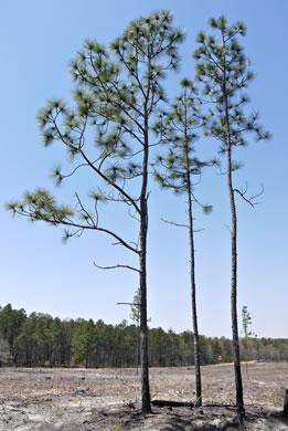 image of Pinus palustris, Longleaf Pine, Southern Pine