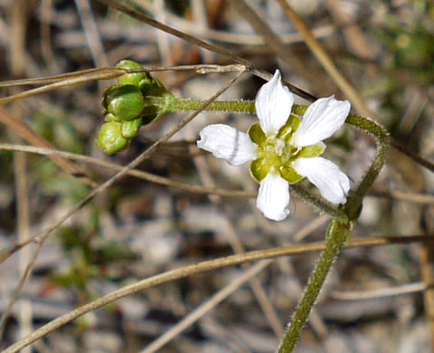 image of Geocarpon carolinianum, Carolina Sandwort, Longroot, Pine-barren Sandwort