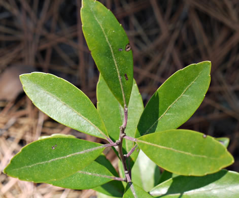 image of Ilex glabra, Inkberry, Bitter Gallberry, Little Gallberry