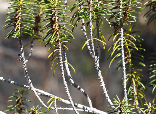 image of Ceratiola ericoides, Florida Rosemary, Sandhill Rosemary, Sand Heath