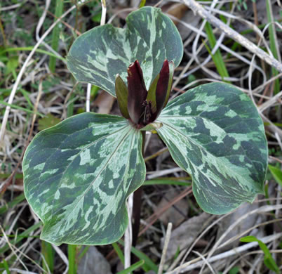 image of Trillium maculatum, Mottled Trillium, Spotted Trillium