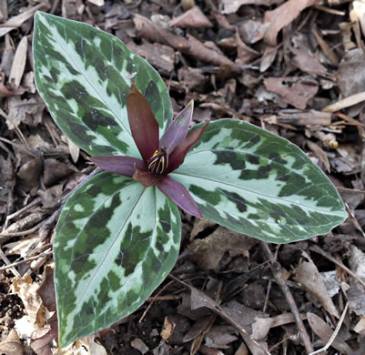 Relict Trillium