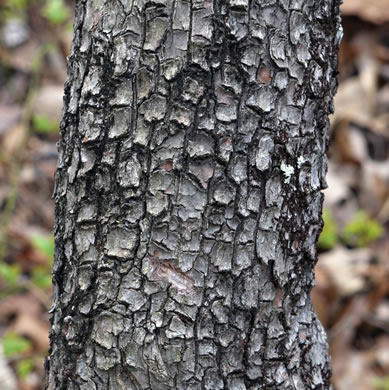 image of Elliottia racemosa, Georgia-plume, Southern-plume, Elliottia