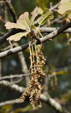 catkin