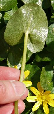 image of Ficaria verna ssp. verna, Fig Buttercup, Lesser Celandine, Pilewort