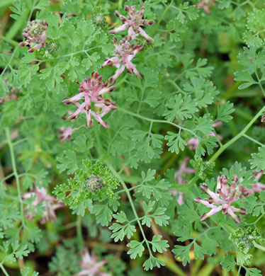 image of Fumaria officinalis, Fumitory, Earthsmoke