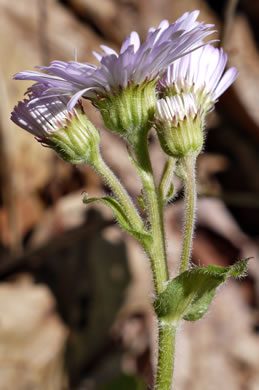 involucral bracts