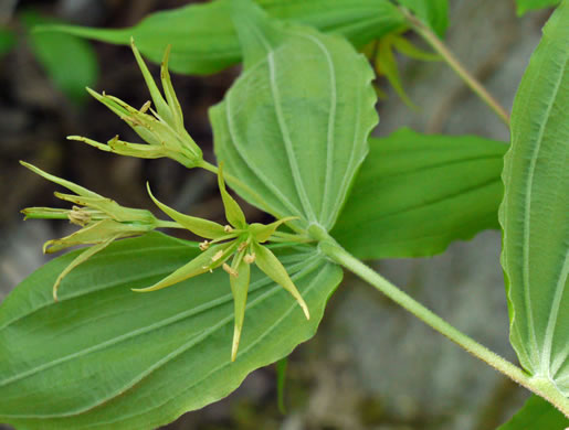 image of Prosartes lanuginosa, Yellow Mandarin, Yellow Fairybells