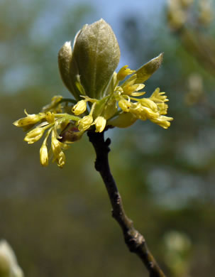 image of Sassafras albidum, Sassafras