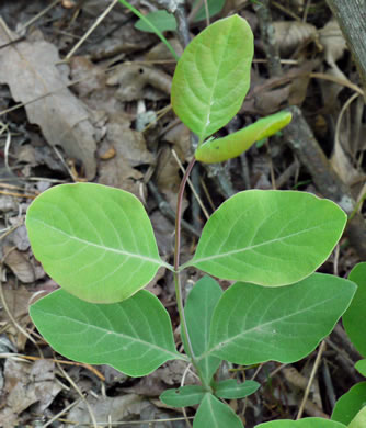 image of Lonicera flava, Yellow Honeysuckle