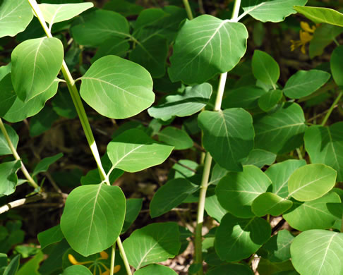 Yellow Honeysuckle