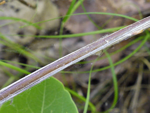 image of Lonicera flava, Yellow Honeysuckle