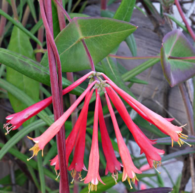 image of Lonicera sempervirens, Coral Honeysuckle, Trumpet Honeysuckle, Scarlet Honeysuckle, Woodbine