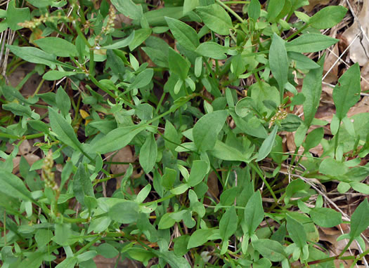 image of Acetosa acetosella, Sheep Sorrel, Red Dock, Sourgrass, Field Sorrel