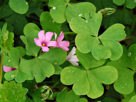 image of Oxalis articulata, Windowbox Wood-sorrel