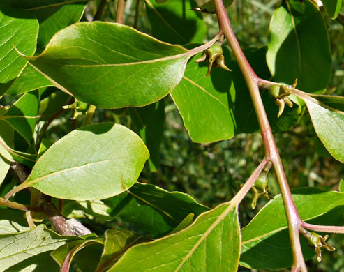 image of Diospyros virginiana, American Persimmon, Possumwood, Simmon