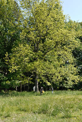 image of Carya illinoinensis, Pecan